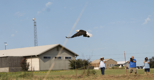 A bald eagle flies over a field while photographers capture the moment. Buildings and a communication tower are in the background.