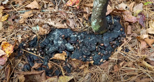 A patch of dark, organic material with scattered seeds and leaves around the base of a tree in a forested area.