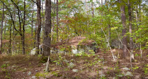 A serene forest scene with tall trees, colorful foliage, and rocky terrain under soft sunlight.