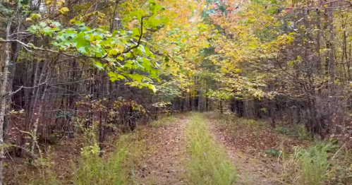 A serene forest path lined with trees displaying autumn foliage in shades of yellow and orange.