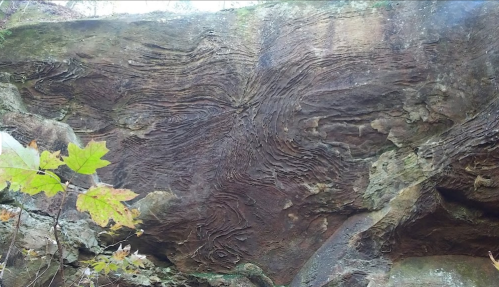 Textured rock surface with swirling patterns, surrounded by autumn leaves and natural vegetation.