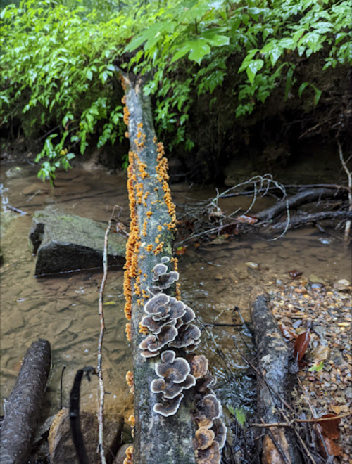 A log covered in orange and brown mushrooms, with a stream and green foliage in the background.