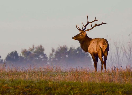 A majestic elk stands in a misty field, showcasing its impressive antlers against a serene backdrop.