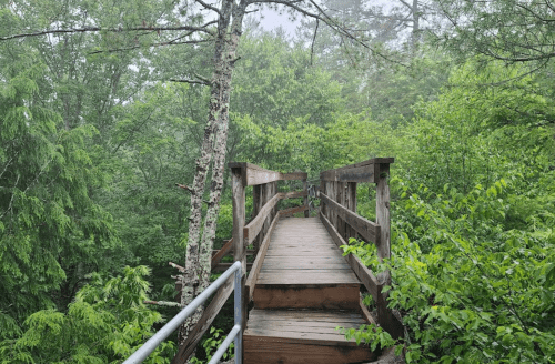 A wooden walkway surrounded by lush green trees in a misty forest.