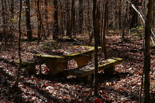 A weathered stone picnic table surrounded by trees and fallen leaves in a dimly lit forest.
