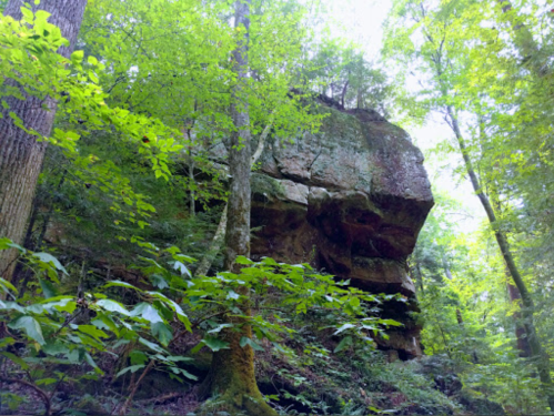 A rocky outcrop surrounded by lush green trees and foliage in a forested area.