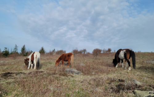 Three horses grazing in a grassy field under a cloudy sky, surrounded by sparse trees.