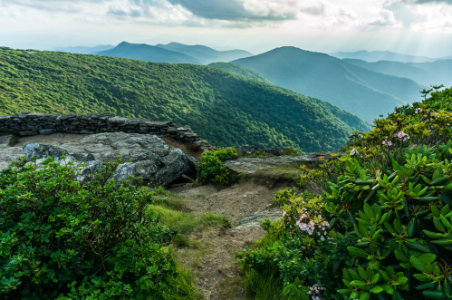 A scenic view of rolling green mountains under a cloudy sky, with a rocky foreground and blooming shrubs.