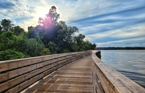 A wooden boardwalk curves along a river, surrounded by lush greenery under a bright, sunny sky.