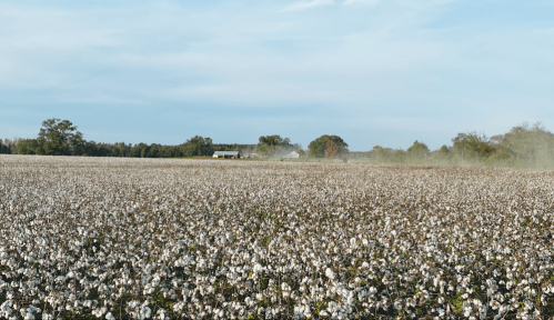 A vast cotton field under a clear blue sky, with a distant farmhouse and trees in the background.