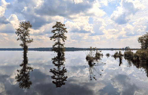 A serene lake scene with trees reflecting on the water under a cloudy sky.