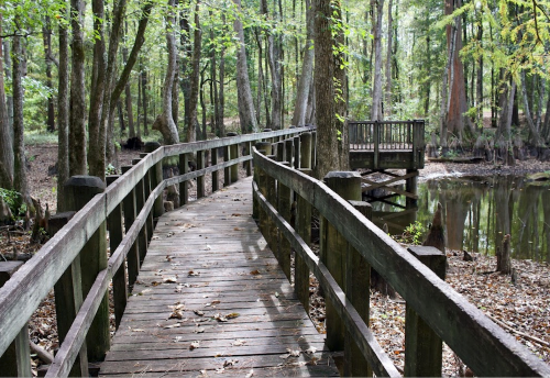 A wooden boardwalk winds through a lush forest, leading to a small viewing platform by a calm waterway.