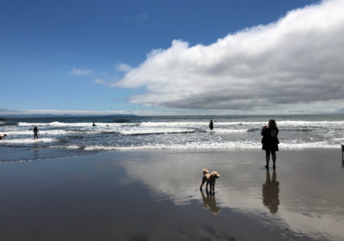 A beach scene with people wading in the water and a small dog on the shore, under a partly cloudy sky.