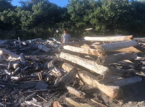 A person stands among a large pile of driftwood on a sandy beach, surrounded by greenery.