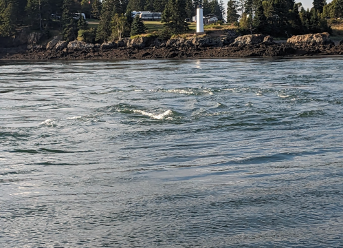 Waves ripple on a calm water surface near a rocky shore with trees and a white structure in the background.