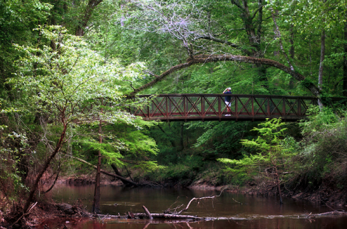 A wooden bridge spans a serene creek, surrounded by lush green trees and foliage in a tranquil forest setting.