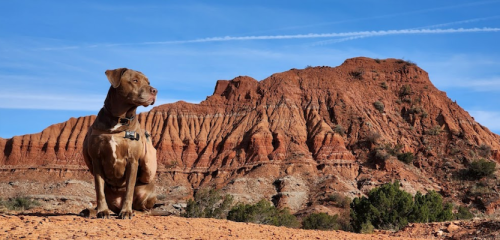 A brown dog sits on rocky terrain with a red rock formation and blue sky in the background.