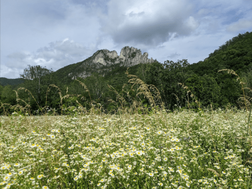 A field of wildflowers in the foreground with a rocky mountain and cloudy sky in the background.