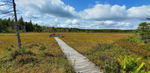 A wooden boardwalk leads through a grassy wetland, with a person in red standing at a viewing platform under a blue sky.