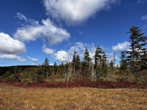 A vibrant landscape featuring tall trees and a colorful underbrush under a blue sky with fluffy clouds.