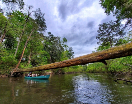 A canoeist paddles under a fallen tree in a serene, wooded river scene with cloudy skies.