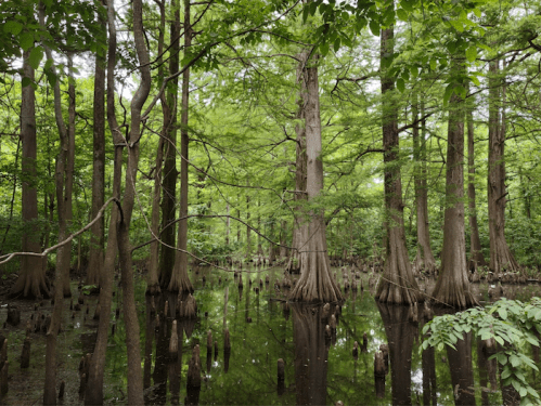 Lush green swamp with tall trees and reflections in the water, featuring cypress knees emerging from the ground.