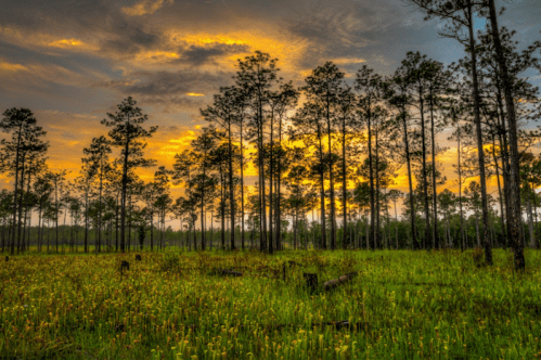 Sunset over a lush green field with tall trees and vibrant clouds in the sky, creating a serene natural landscape.