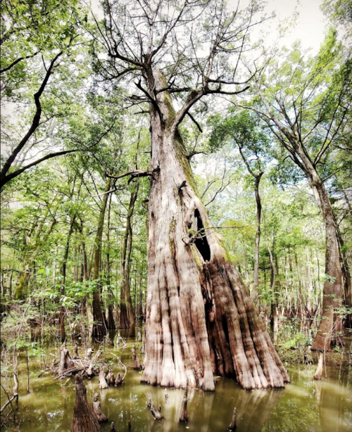 A tall, ancient tree with a hollow trunk stands in a lush, green swamp surrounded by water and other trees.