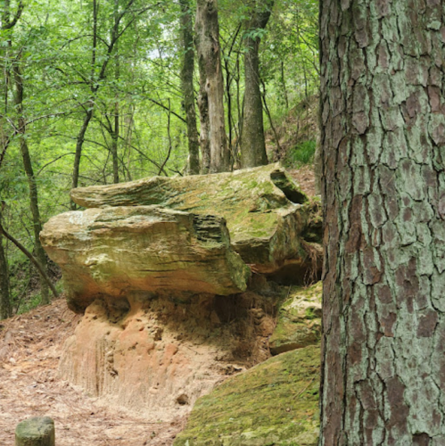 A large, moss-covered rock sits among trees in a lush, green forest.