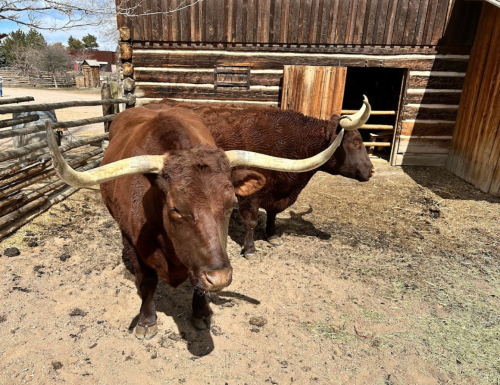 Two brown cattle with long horns stand near a rustic wooden barn in a sandy area.