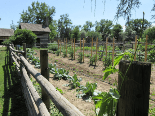 A rustic garden with rows of vegetables, surrounded by a wooden fence and a log cabin in the background.