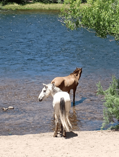 Two horses stand in shallow water by a river, one white and the other brown, surrounded by greenery.