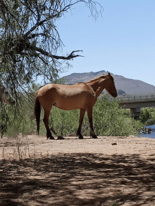 A brown horse stands near a riverbank, with trees and mountains in the background on a sunny day.