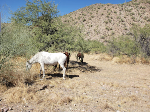 Two horses, one white and one brown, graze in a dry, desert-like landscape with sparse vegetation and hills in the background.