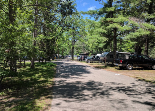 A tree-lined road in a park with parked cars on either side and a clear blue sky above.