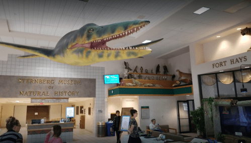 A large dinosaur model hangs from the ceiling in the Sternberg Museum lobby, with exhibits and visitors in view.