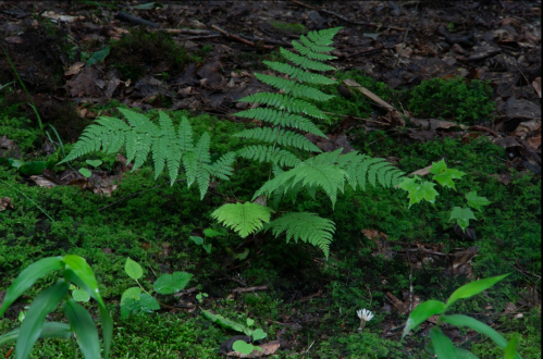 A cluster of vibrant green ferns growing on a forest floor covered with moss and fallen leaves.