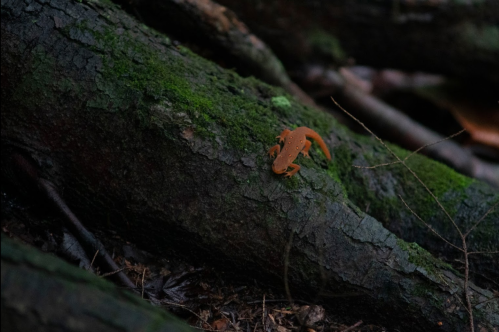 A small orange lizard perched on a moss-covered log in a forest setting.