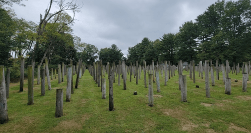 A field with numerous wooden posts standing upright, surrounded by trees under a cloudy sky.