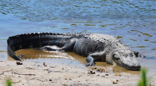 A large crocodile resting on a sandy riverbank near the water.