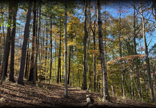 A serene forest path lined with tall trees, showcasing vibrant autumn foliage under a clear blue sky.