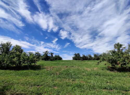 A grassy hill with apple trees on either side, under a bright blue sky with fluffy white clouds.