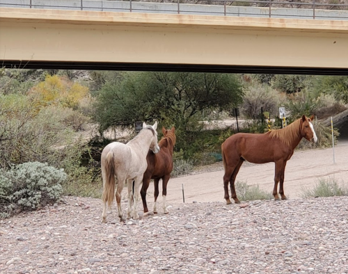 Three horses, one gray and two brown, stand under a bridge in a rocky area with sparse vegetation.