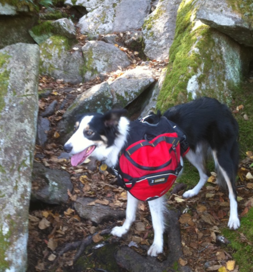 A happy black and white dog wearing a red backpack stands on a rocky, moss-covered trail.