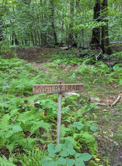 A wooden sign reading "MYSTERY TRAIL" stands in a lush, green forest surrounded by ferns and trees.