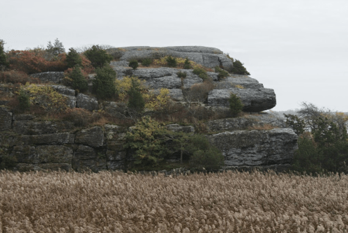 A rocky cliff with sparse trees and autumn foliage, overlooking a field of tall grass under a cloudy sky.