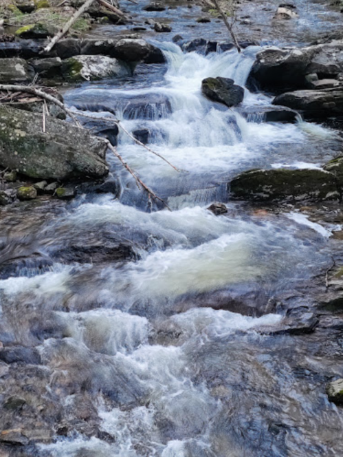 A serene stream flows over rocks, creating small waterfalls in a lush, green forest setting.