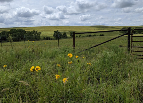 A grassy field with wildflowers and a wooden gate under a cloudy sky. Rolling hills are visible in the background.