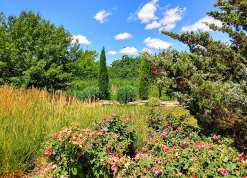 A vibrant garden scene with colorful flowers, tall grasses, and lush greenery under a blue sky with fluffy clouds.