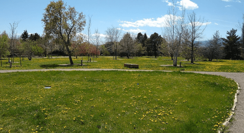 A sunny park scene with green grass and scattered dandelions, surrounded by trees and a clear blue sky.